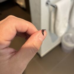 LivBay Lash - Several fans glued together that ripped my own lashes out when brushed.