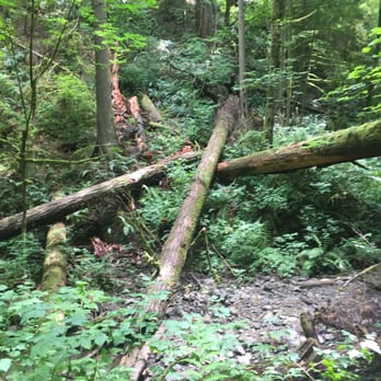 Forest Park - Parks Near Me - Portland, Oregon