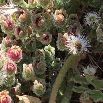 Famosa Slough - an ice flower/cactus plant. bees love them! Famosa Slough, Point Loma Heights San Diego, CA - Hiking Near Me - San Diego, California