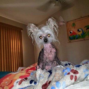 Princevalle Pet Hospital - Missy was one of my furever fosters - Veterinarians Near Me - Gilroy, California Princevalle Pet Hospital - Missy was one of my furever fosters - Veterinarians Near Me - Gilroy, California
