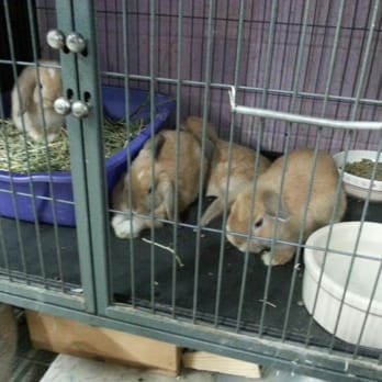 Bunny Bunch - Montclair - Pet Groomers Near Me - Montclair, California Bunny Bunch - Montclair - Pet Groomers Near Me - Montclair, California