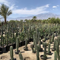 GDNC Cactus & Desert Plant Nursery - Cactus