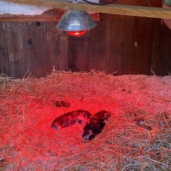 Fog Willow Farms - These piggies were only a few days old. - Attraction Farms Near Me - Wilton, California Fog Willow Farms - These piggies were only a few days old. - Attraction Farms Near Me - Wilton, California