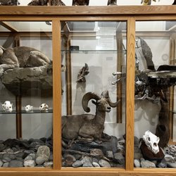 Lake Tahoe Community College Library - Taxidermy on display