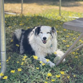 Auntie Chelle's Pet Care - Pet Sitting Near Me Auntie Chelle's Pet Care - Pet Sitting Near Me