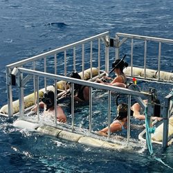 North Shore Shark Adventures - Swimming with sharks in cage- Hawaii