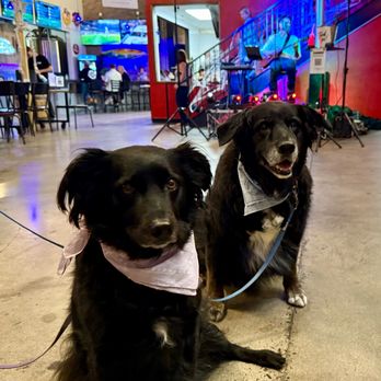 Shadowridge Veterinary Hospital - My party hounds, Tango and Sachi, at CoLab Public House. - Veterinarians Near Me - Vista, California
