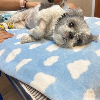 Prosperity Animal Clinic - final moments after Dr cut parts of her urinary system-left her septic,unable to urinate,and fluid leaking out of her incision. - Veterinarians Near Me - North Palm Beach, Florida Prosperity Animal Clinic - final moments after Dr cut parts of her urinary system-left her septic,unable to urinate,and fluid leaking out of her incision. - Veterinarians Near Me - North Palm Beach, Florida