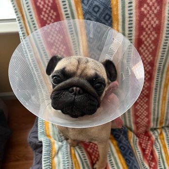 Concord Veterinary Clinic - Veterinarians Near Me - Concord, California