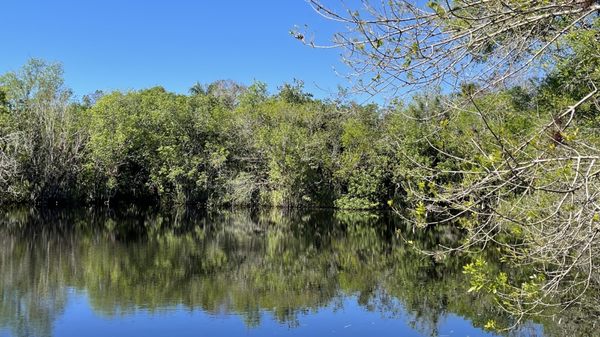 Fakahatchee Strand Preserve State Park by null
