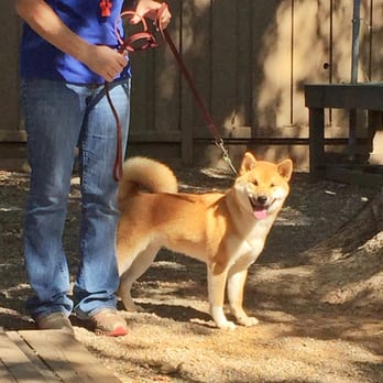 Sundowners Kennels - Our dog Bob, showing us his new skills with Kate. Happy pup! - Pet Training Near Me - Gilroy, California Sundowners Kennels - Our dog Bob, showing us his new skills with Kate. Happy pup! - Pet Training Near Me - Gilroy, California