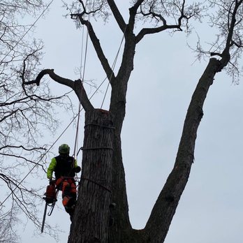 Grey's Tree Service - Tree Services Near Me Grey's Tree Service - Tree Services Near Me