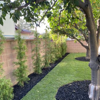 Tony's BC Tree Service - After - Tree Services Near Me - Orange, California Tony's BC Tree Service - After - Tree Services Near Me - Orange, California
