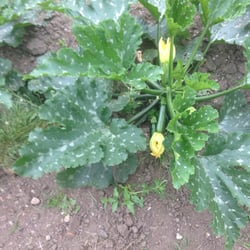 Wythenshawe Community Farm - Courgette with its flower