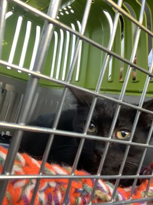 DANE COUNTY HUMANE SOCIETY - Updated January 2026 - 19 Photos & 29