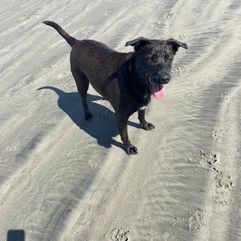 Coronado Dog Beach - I like that the majority of people clean up after their pets. - Beaches Near Me - Coronado, California Coronado Dog Beach - I like that the majority of people clean up after their pets. - Beaches Near Me - Coronado, California