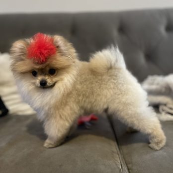 Groomer Has It - Pet Groomers Near Me - Nashville, Tennessee Groomer Has It - Pet Groomers Near Me - Nashville, Tennessee