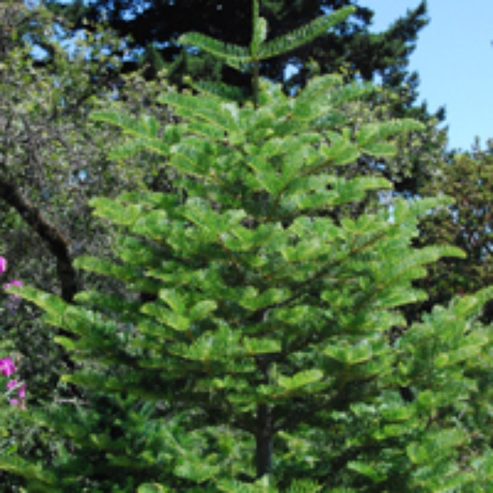 White Fir White Fir