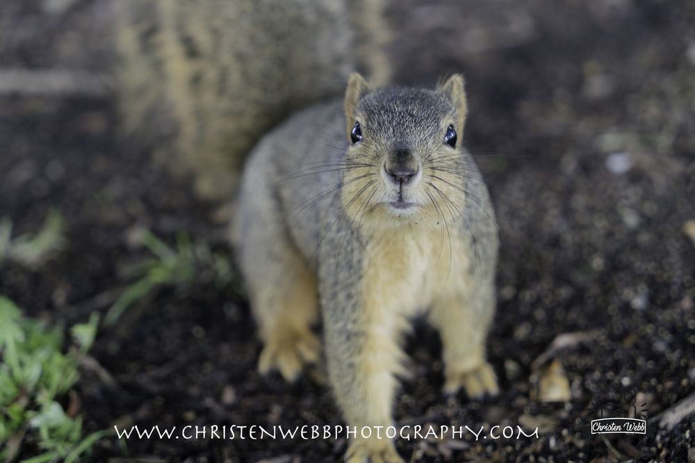 PECK PARK 66 Photos & 37 Reviews Parks 560 N Western Ave, San