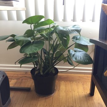 Malaya Botanicals - Monstera that I bought from here. - Vitamins & Supplements Near Me - Alameda, California