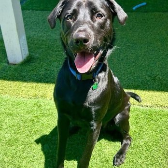 Fallbrook Animal Sanctuary - Dog - Animal Shelters Near Me - Fallbrook, California