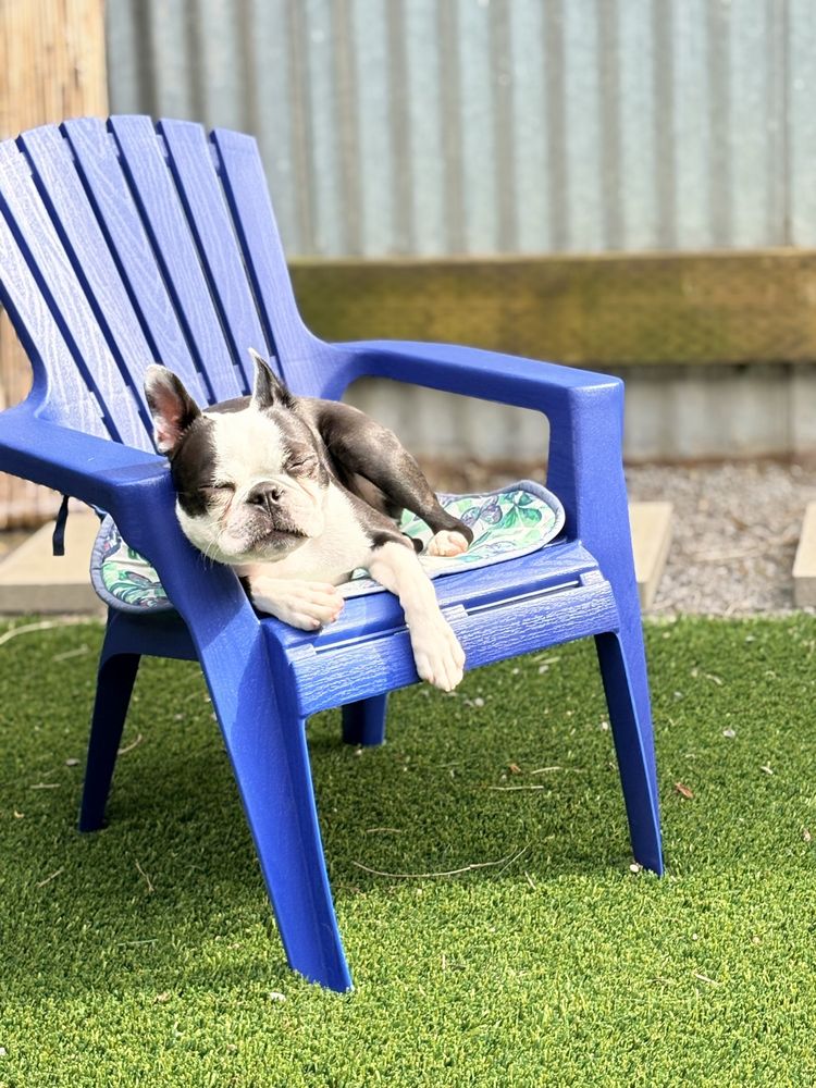 Lil Doggie Den - pet boarding facility in Portland, OR