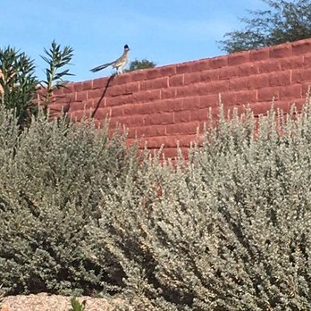 Bill’s Home Service - Pest Control Near Me - Green Valley, Arizona Bill’s Home Service - Pest Control Near Me - Green Valley, Arizona