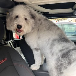 Oreo right after his groom