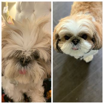 Ruff Haus Grooming - Before and After - Pet Groomers Near Me - Costa Mesa, California Ruff Haus Grooming - Before and After - Pet Groomers Near Me - Costa Mesa, California