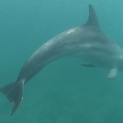 Polperro Dolphin Swim
