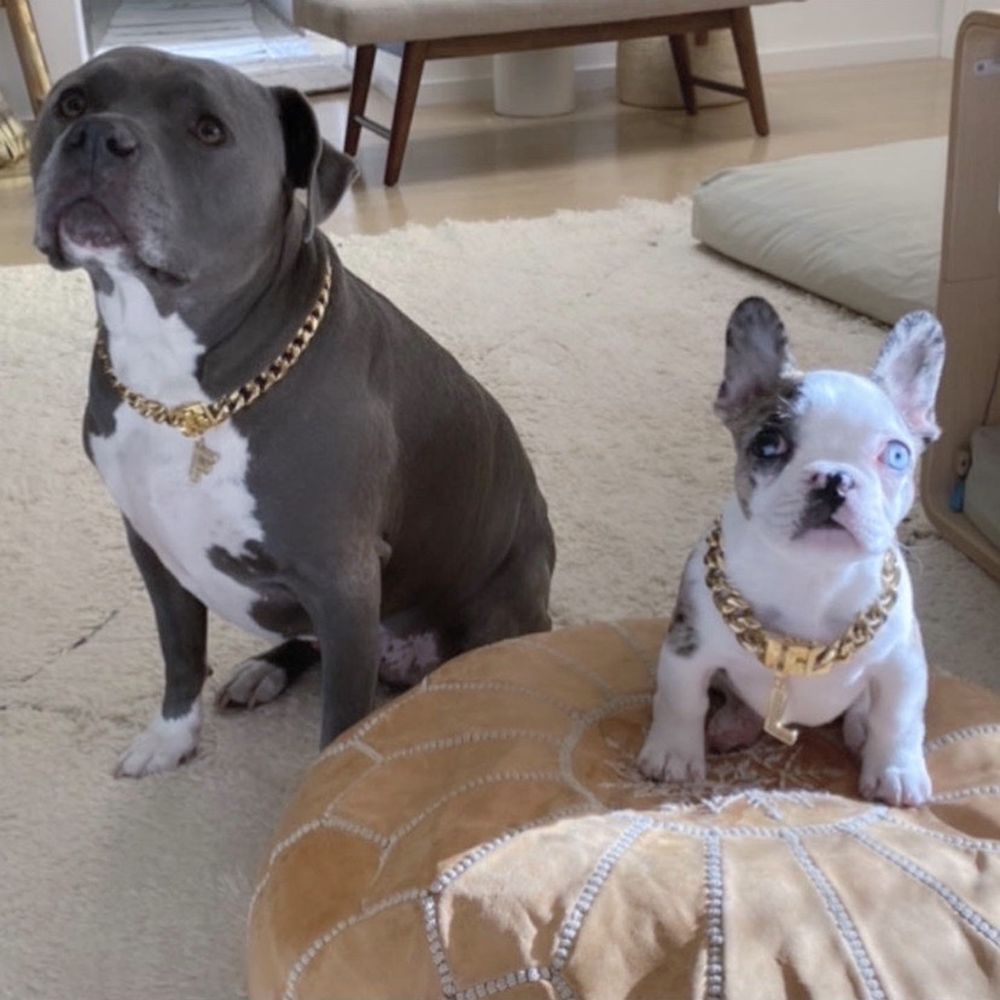 NorthCalFrenchies - My boys! - Pet Breeders Near Me NorthCalFrenchies - My boys! - Pet Breeders Near Me