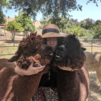 Canzelle Alpacas - Farms Near Me - Carpinteria, California Canzelle Alpacas - Farms Near Me - Carpinteria, California