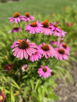 Matthaei Botanical Gardens by null