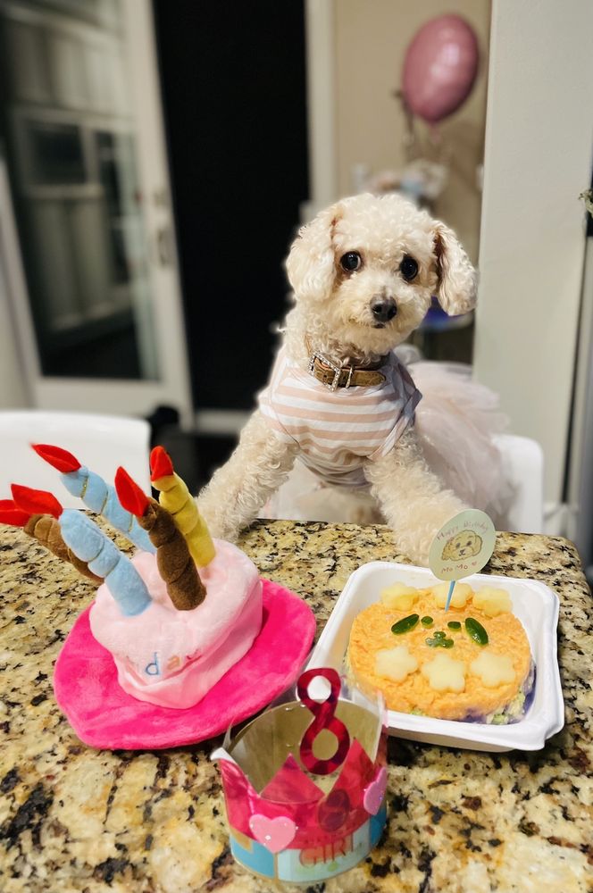 MOMO GROOMING SPA Updated September 2024 84 Photos San Jose