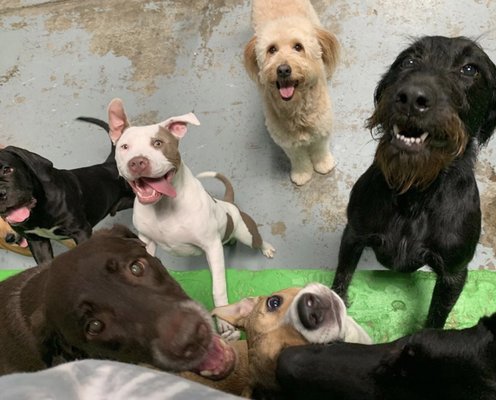 yappy doggy day care