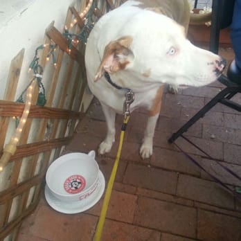 Haus Murphy's - Look at this nice bowl of water the waiter brought me, thank-you - German Near Me - Glendale, Arizona