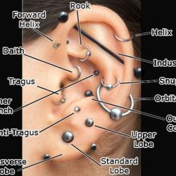 Maximus Body Piercing Studio - Ear piercings I do..