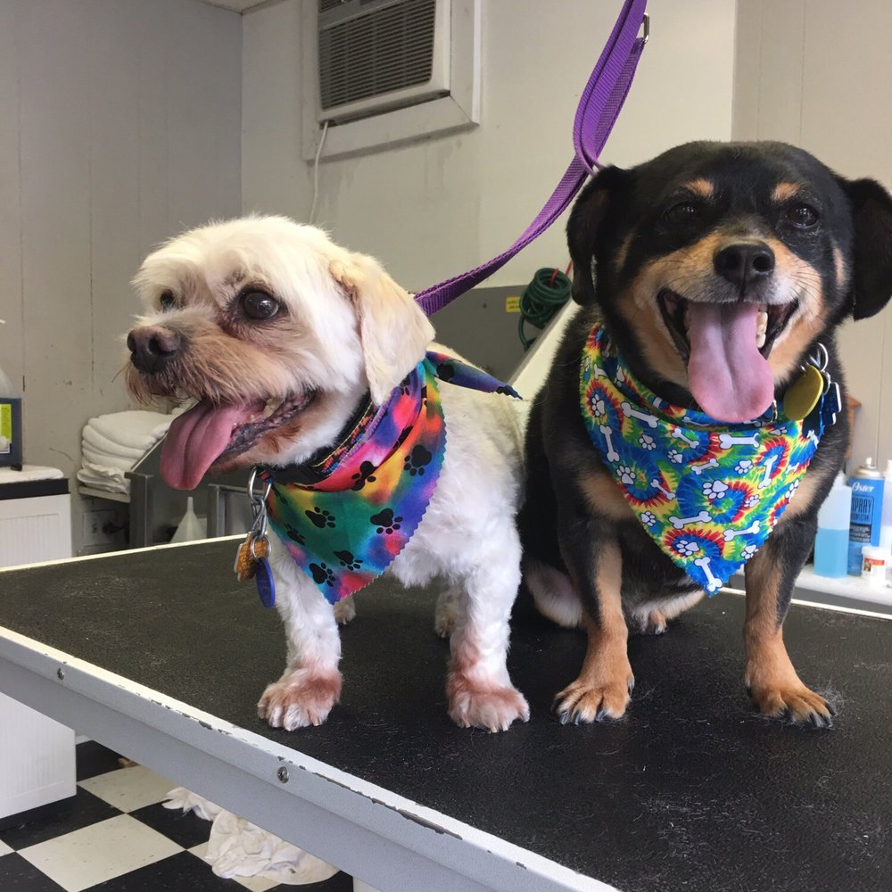 The Dog Room - Buzz and Elvis at The Dog Room - Pet Groomers Near Me - Chicago, Illinois The Dog Room - Buzz and Elvis at The Dog Room - Pet Groomers Near Me - Chicago, Illinois
