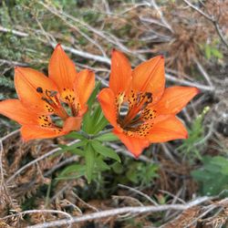 Canmore Nordic Centre - Wood Lily