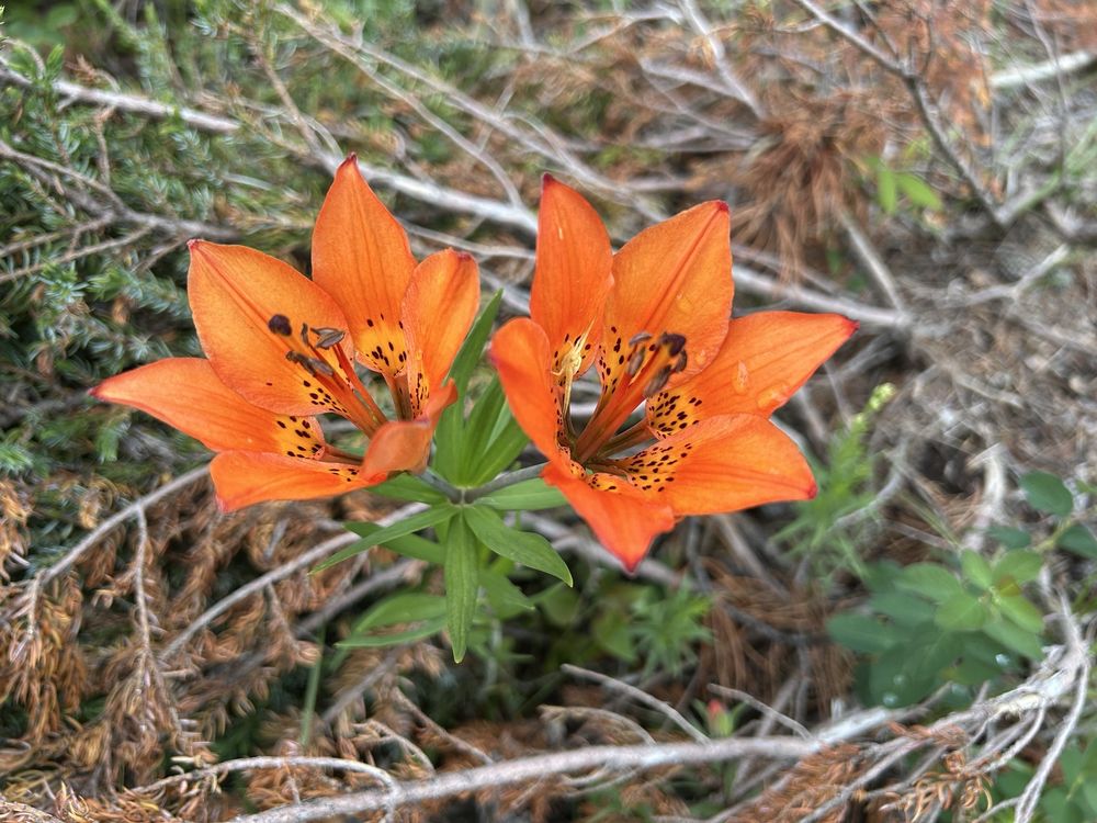 Canmore Nordic Centre Logo