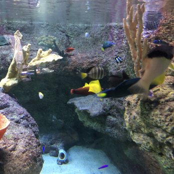 Austin Aquarium - Aquariums Near Me - Austin, Texas Austin Aquarium - Aquariums Near Me - Austin, Texas