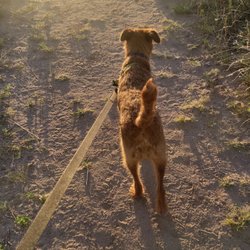 Rampart Dog Park