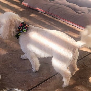 Doggie Dos - Luna after her spa day. Thank you Doggie Dos - Pet Groomers Near Me - La Mesa, California Doggie Dos - Luna after her spa day. Thank you Doggie Dos - Pet Groomers Near Me - La Mesa, California