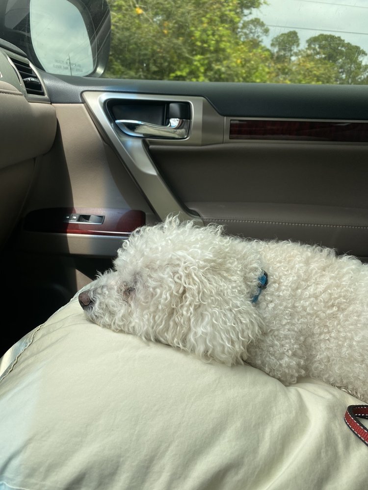 SAINT AUGUSTINE PET GROOMING SALON 14 Photos 2660 US Hwy 1 S, Saint