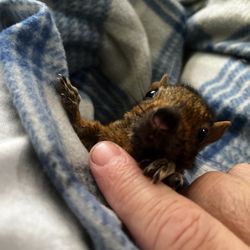 Randy & Bills Wildlife Control - This was an orphaned little diva named Leah. Leah is now released in the wild/my backyard and living her best squirrel life.