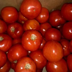 Officers Club - Jersey tomatoes!!!