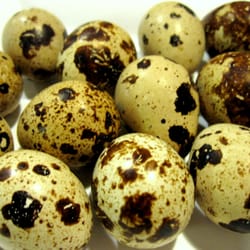 Stony Ridge Farm - Fresh Quail Eggs