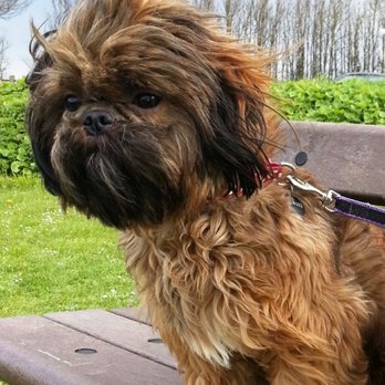 FurEver Friends - Natalia always sends me pictures of my Mimi on walks. - Dog Walkers Near Me - Washington, DC, District of Columbia FurEver Friends - Natalia always sends me pictures of my Mimi on walks. - Dog Walkers Near Me - Washington, DC, District of Columbia