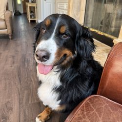 Bark Avenue - Happy girl after grooming!