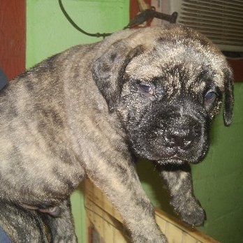4 Paws Mastiffs - Pet Breeders Near Me - Atkins, Arkansas 4 Paws Mastiffs - Pet Breeders Near Me - Atkins, Arkansas